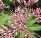 Eupatorium purpureum. Часть соцветия. Тверская обл., Весьегонск, в культуре (происхождение: берег р. Молога около плотомойки). 19 августа 2022 г.