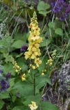 Verbascum marschallianum. Верхушка цветущего растения. Республика Ингушетия, Джейрахский р-н, аул Лялах. 22 июля 2022 г.