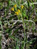 Tephroseris integrifolia. Верхушка цветущего растения. Хакасия, Боградский р-н, окр. с. Большая Ерба, луговой склон. 07.06.2022.