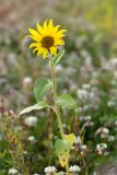 Helianthus annuus. Верхушка цветущего растения. Татарстан, окр. с. Камское Устье, берег р. Волга, разнотравный луг вблизи песчано-галечного пляжа. 21.09.2023.