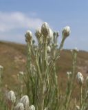 Смотреть изображение Jurinea stoechadifolia