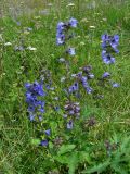 Delphinium iliense