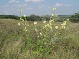 Alcea rugosa