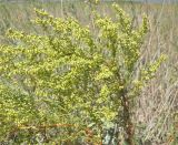 Artemisia arenaria