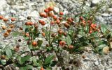 Pyracantha coccinea