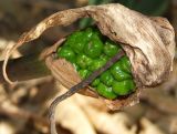 Arum dioscoridis