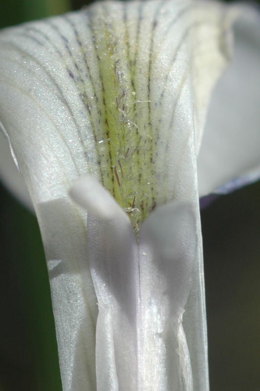 Image of Iris loczyi specimen.