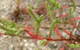 Salicornia perennans. Побеги цветущего растения. Зап. Крым, г. Саки, берег оз. Сакское в р-не санатория \"Полтава\". 31.08.2011.