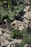 Valeriana chionophila. Цветущие растения. Южный Казахстан, хр. Боролдайтау, гора Нурбай; 1200 м н.у.м. 23.04.2012.
