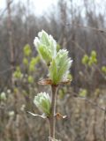 Salix lanata. Побег с распускающимися вегетативными почками (видны прошлогодние сухие прилистники). Мурманская обл., Североморский р-н, окр. пос. Росляково. 24.05.2009.