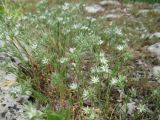 Minuartia glomerata. Цветущие растения. Крым, Тарханкутский п-ов, пгт Черноморское, Воронцовский парк, скальный известняковый выступ. 14.05.2013.