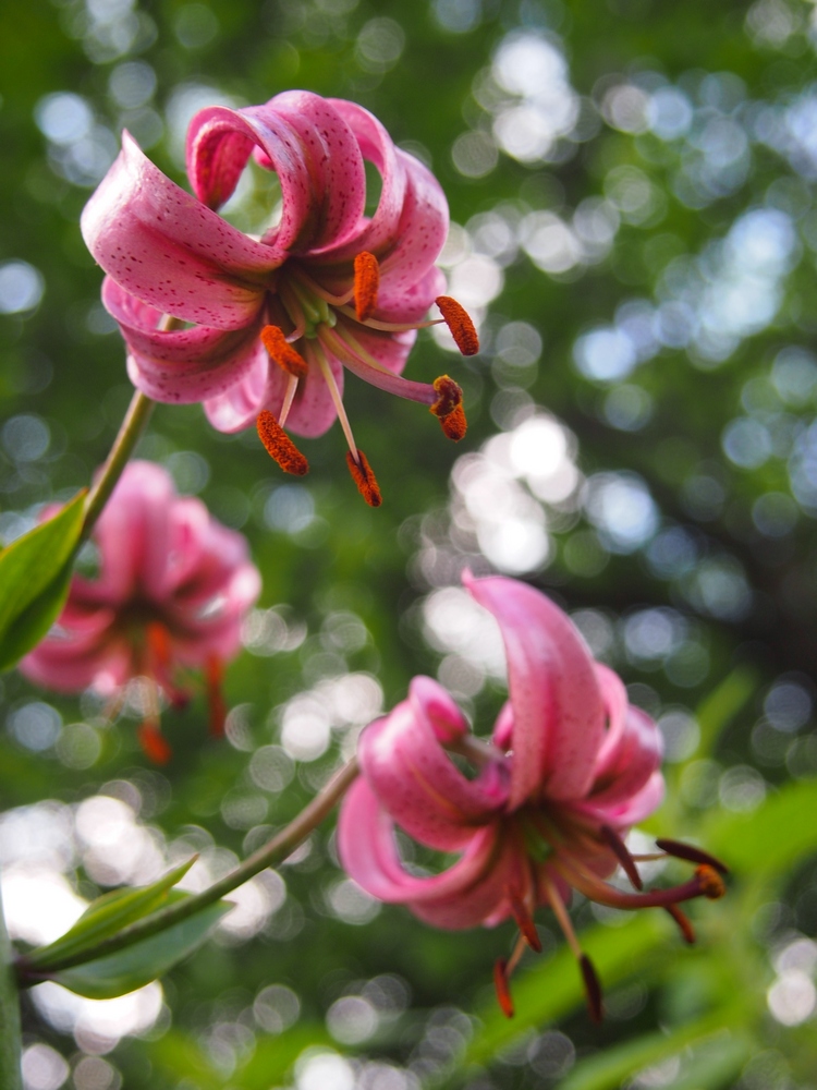 Изображение особи Lilium martagon.