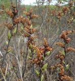 Myrica tomentosa