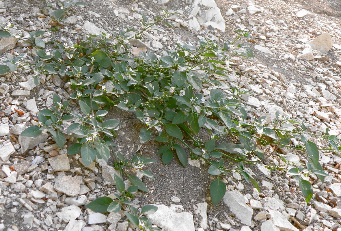 Изображение особи Solanum woronowii.
