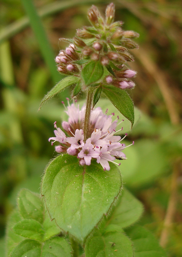 Изображение особи Mentha &times; verticillata.