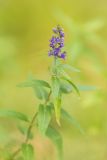 Veronica longifolia