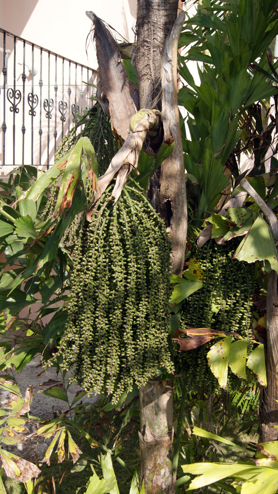 Image of Caryota mitis specimen.