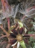 Lactuca tuberosa