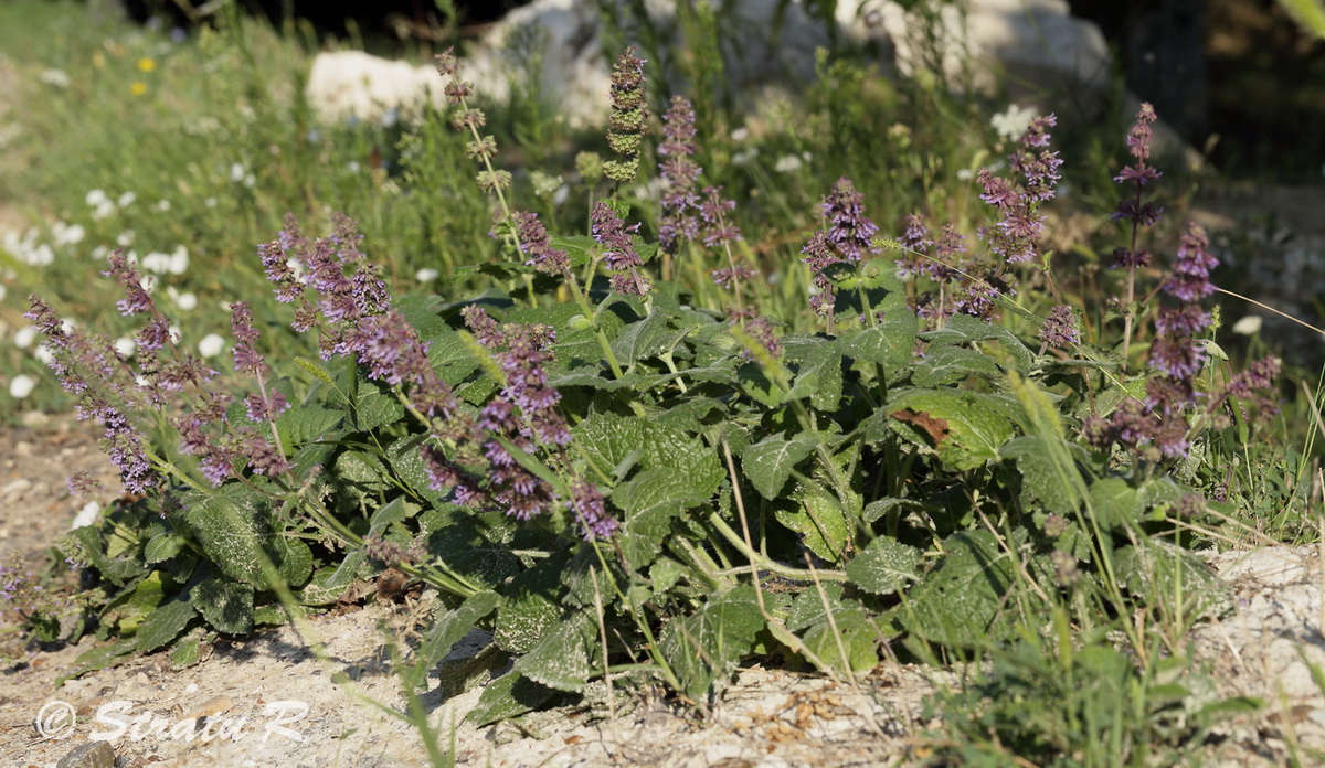 Изображение особи Salvia verticillata.