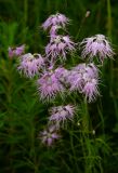 Dianthus superbus