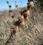 Agrimonia asiatica. Плоды. Краснодарский край, Кущёвский р-н, хут. Гослесопитомник, пустырь. 29.09.2009.