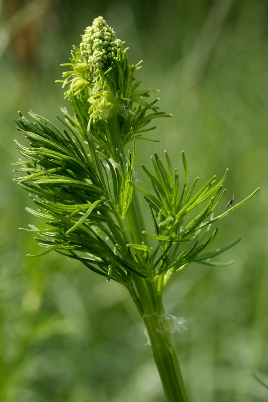 Image of Thalictrum lucidum specimen.