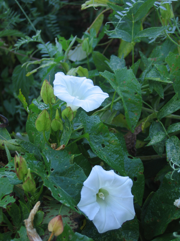 Изображение особи Calystegia sepium.