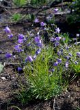 Campanula rotundifolia. Цветущее растение. Бурятия, южная часть Баргузинского хребта, берег р. Большой Чивыркуй, опушка хвойного леса. 16.07.2009.