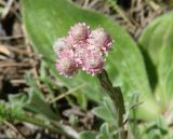 Antennaria dioica. Соцветие. Иркутская обл., Шелеховский р-н, окр. пос. Большой Луг. 12.06.2014.