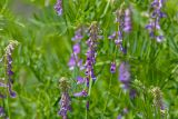 Vicia tenuifolia