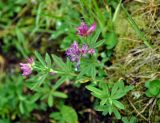 Trifolium lupinaster