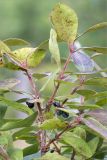 Lonicera baltica. Верхушка плодоносящего растения. Ленинградская обл., Ломоносовский р-н, долина р. Шингарка, берег ручья. 16.08.2015.