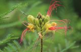 Caesalpinia gilliesii