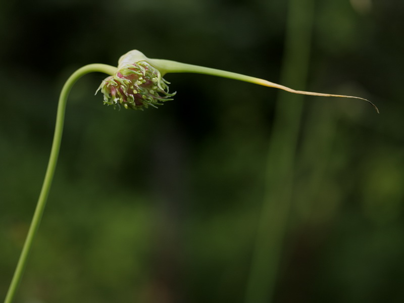 Изображение особи Allium sativum.