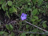 Cyananthus lobatus