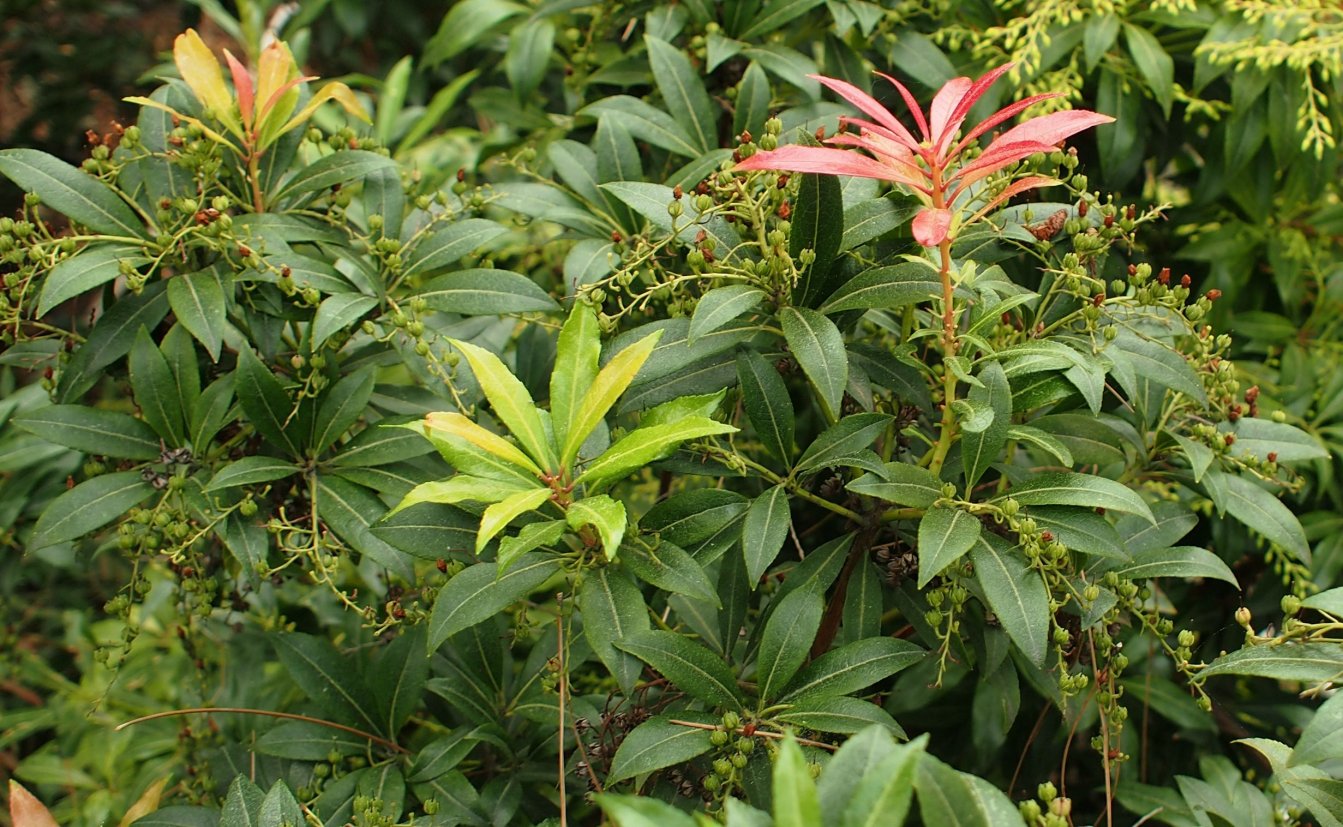 Изображение особи род Pieris.