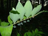 Polygonatum multiflorum. Верхушка побега с плодами. Республика Мордовия, г. Саранск, Пролетарский р-н, ПКиО, около дорожки в дубраве. 27 июля 2015 г.