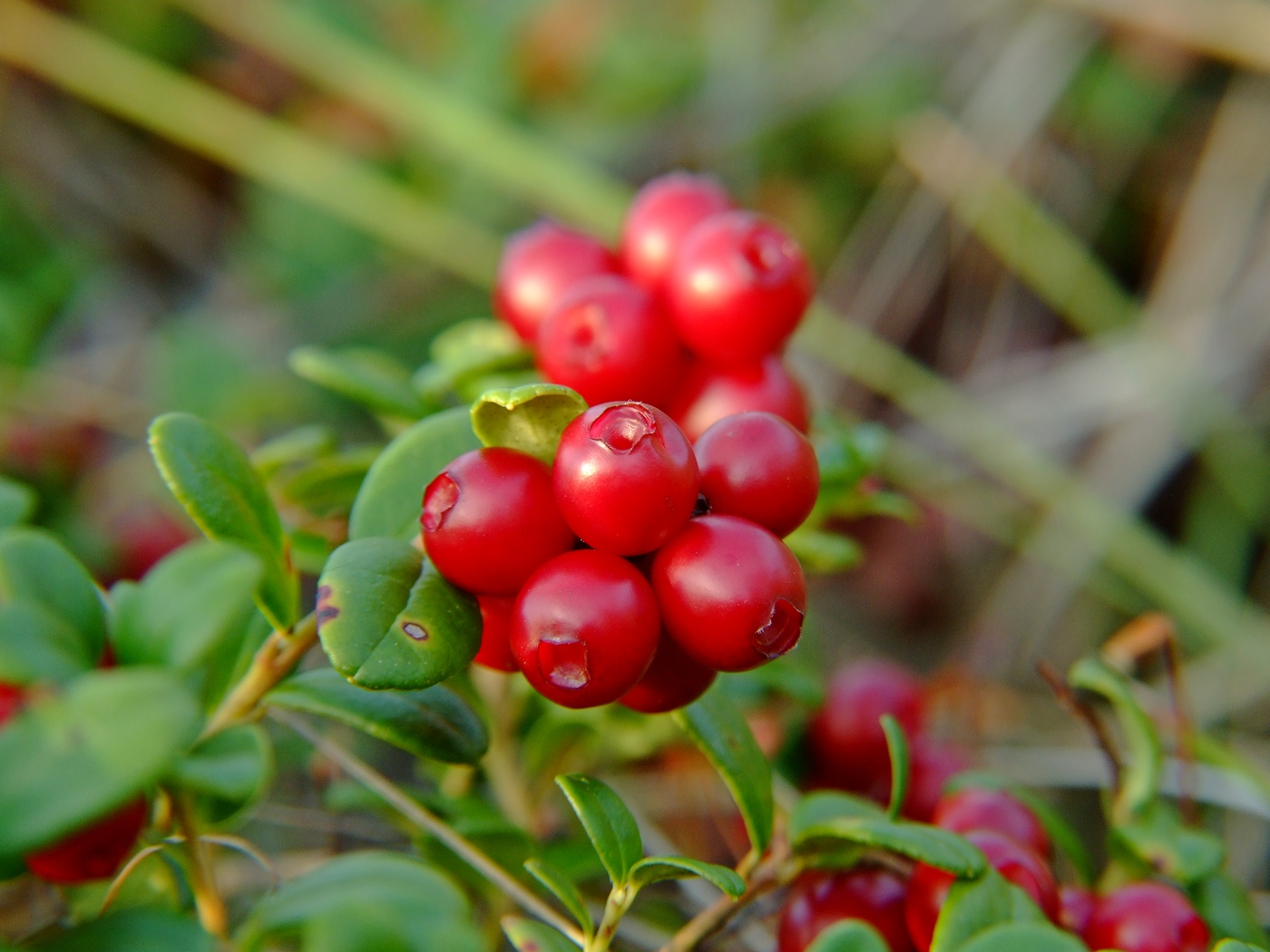 Изображение особи Vaccinium vitis-idaea.