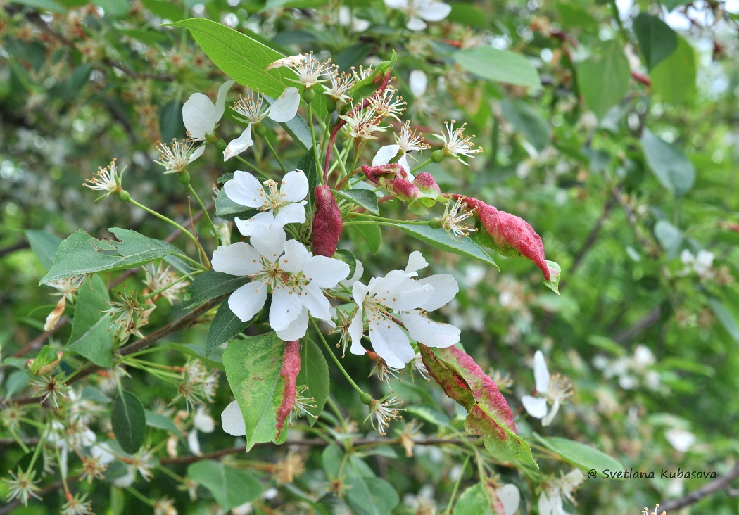 Изображение особи Malus baccata.