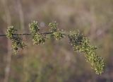 Galium humifusum