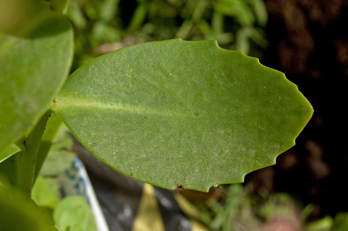 Image of Hylotelephium spectabile specimen.