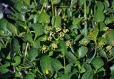 Angelica ternata