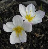 Colchicum szovitsii