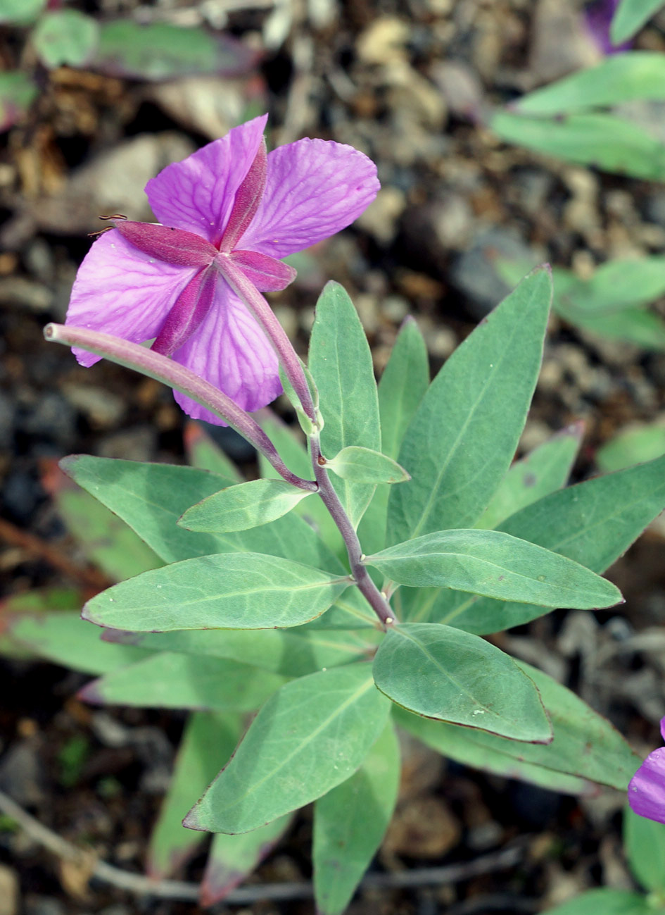 Image of Chamaenerion latifolium specimen.