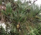 Pinus nigra