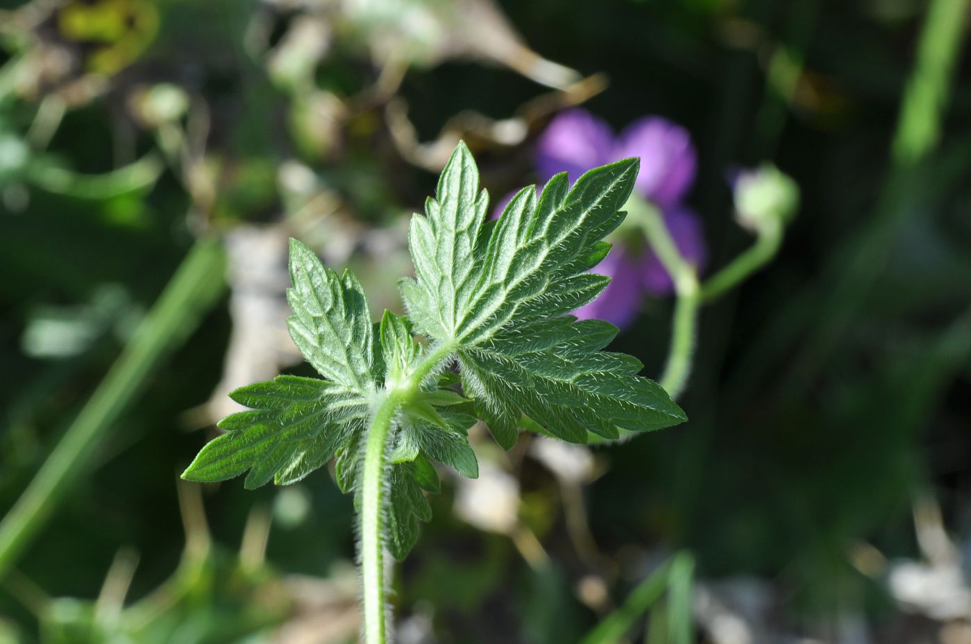 Изображение особи Geranium palustre.