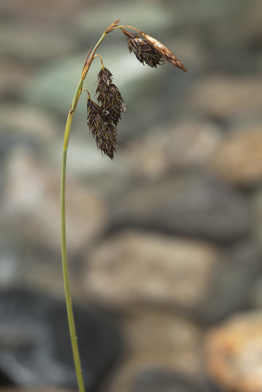 Image of Carex coriophora specimen.