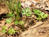 Ranunculus sceleratus. Прикорневые листья. Окрестности Архангельска, берег ручья. 9 июня 2010 г.