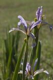 Iris sogdiana