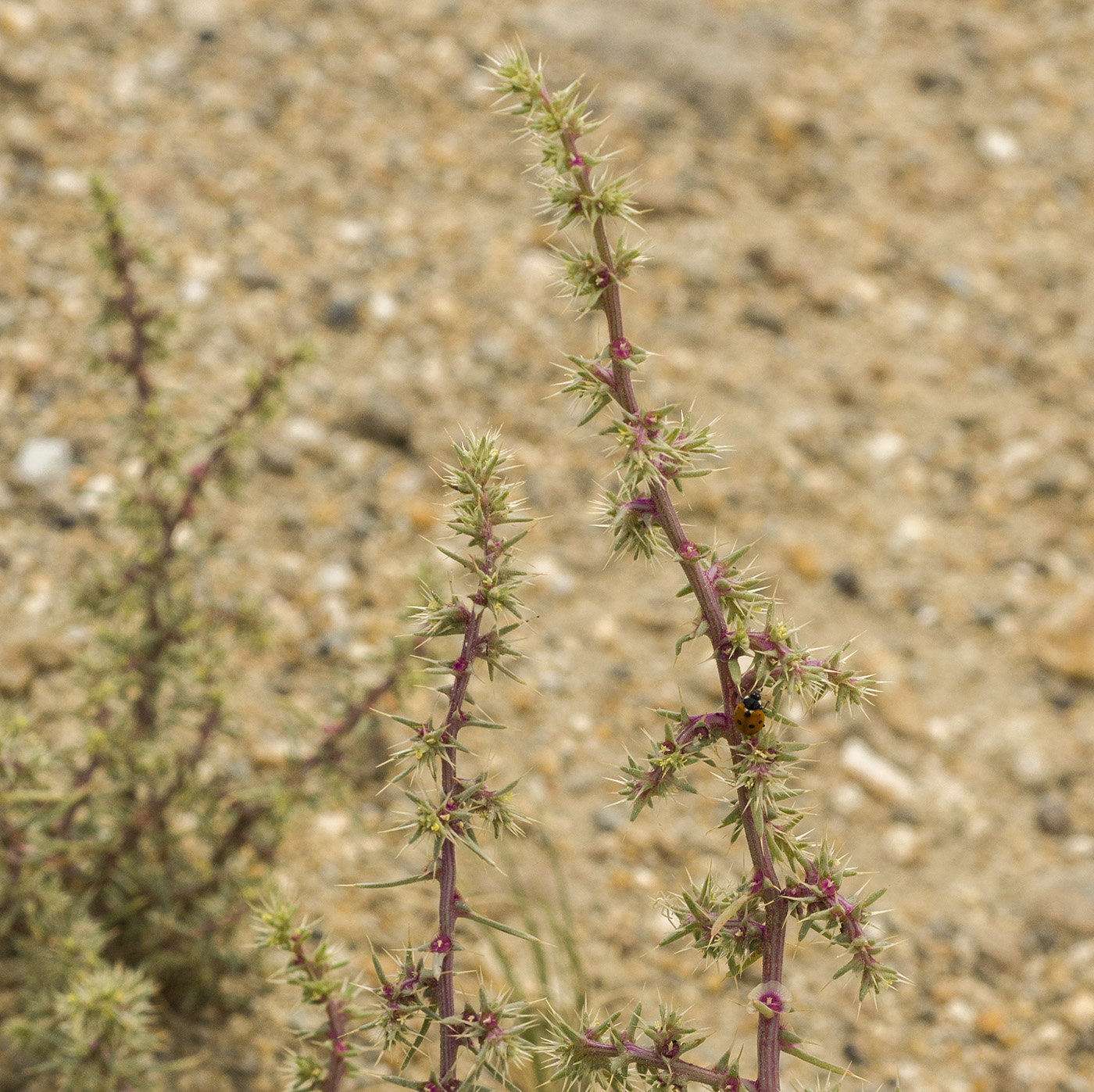 Изображение особи Salsola paulsenii.